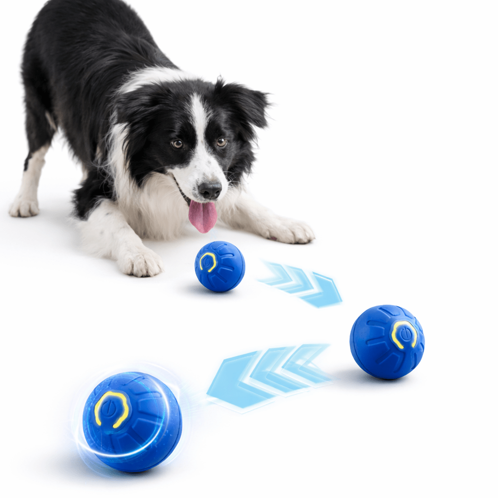 Bola Interativa Automática para Cães – Brinquedo Recarregável USB - DogCare.pt