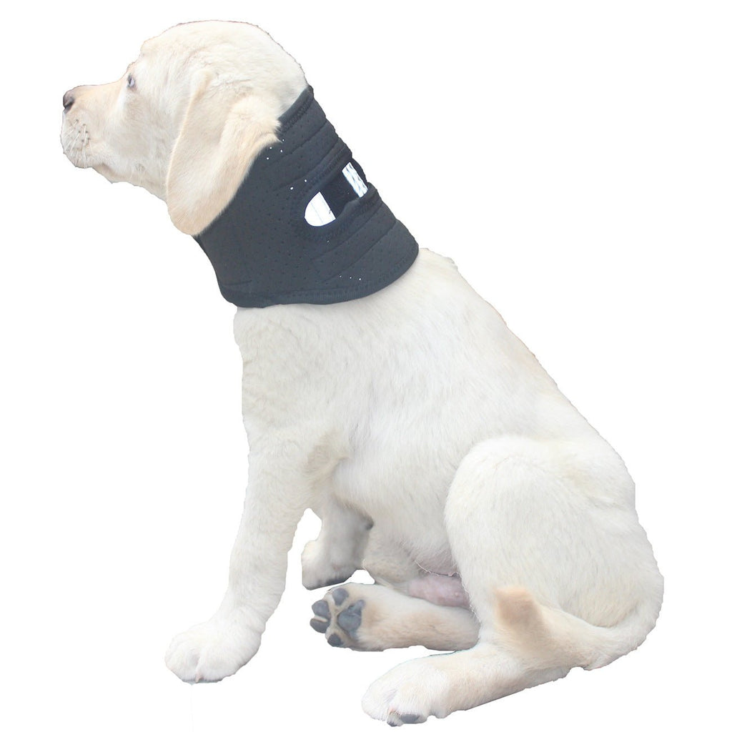 Coleira Ajustável para Cães – Conforto no Uso Diário - DogCare.pt
