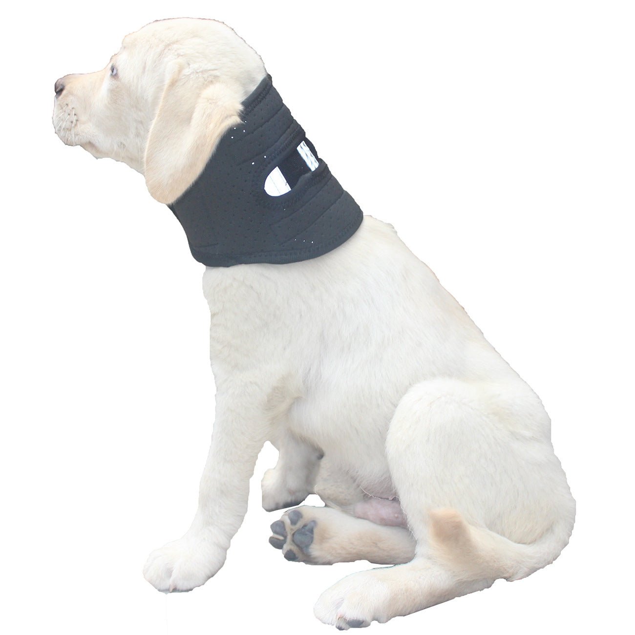 Coleira Ajustável para Cães – Conforto no Uso Diário - DogCare.pt