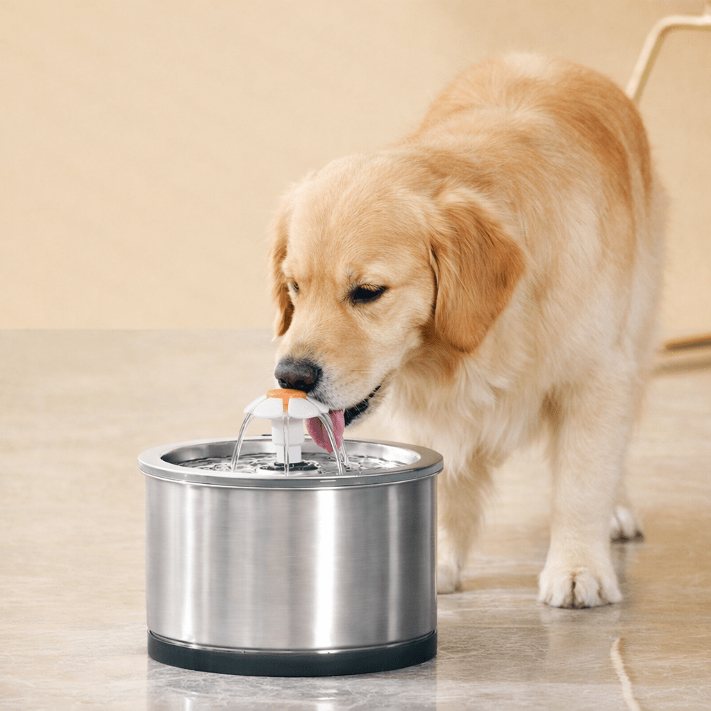Fonte de Água Automática em Inox para Cães e Gatos – Silenciosa e Higiénica - DogCare.pt