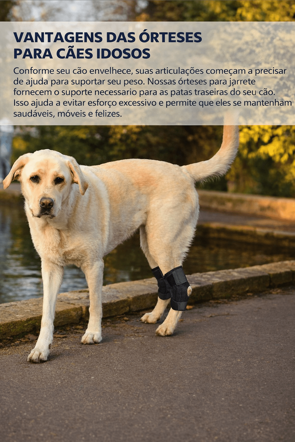 Suporte de Joelho Ajustável para Cães – Estabilidade e Conforto no Uso Diário - DogCare.pt